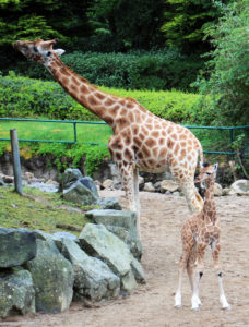 (10). Visitors can now call by to see Gilbert and his herd. The zoo opens at 10am, last admission is 5pm, animal houses close at 6pm & the zoo