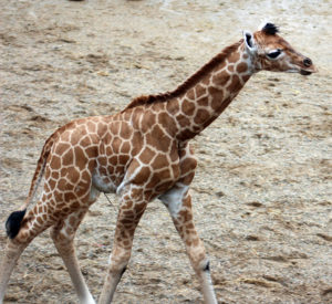 (8). Belfast Zoo works collaboratively with zoos around the world and takes part in a European breeding programme_