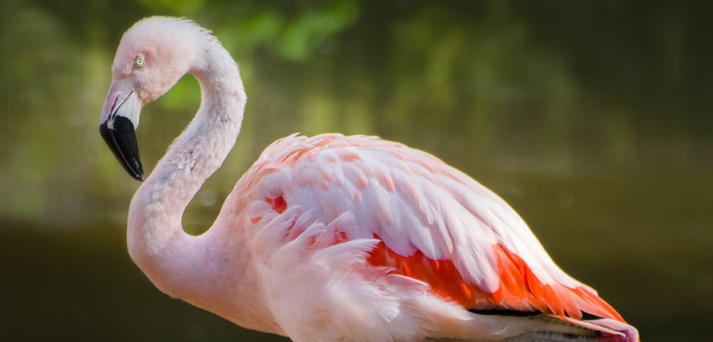 belfast zoo