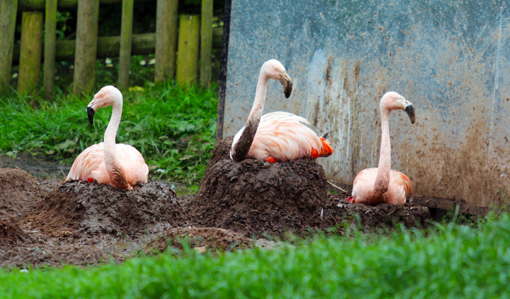 (3) Flamingo nests are basically mounds of mud that measure between 30 to 60 centimetres in height.