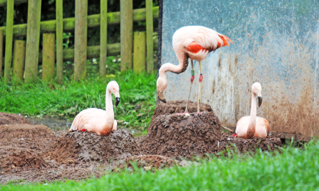 (5) The flamingos have since laid five eggs and the zoo is eagerly awaiting tests to check if these are fertilised.