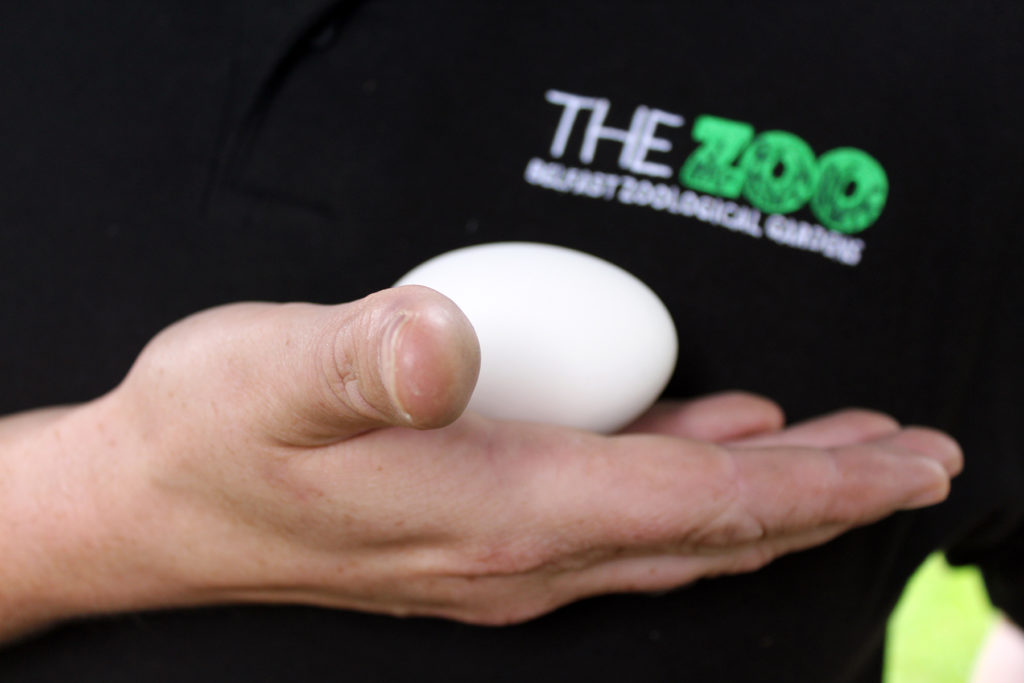 (6) The dummy eggs were created by a local wood turner.