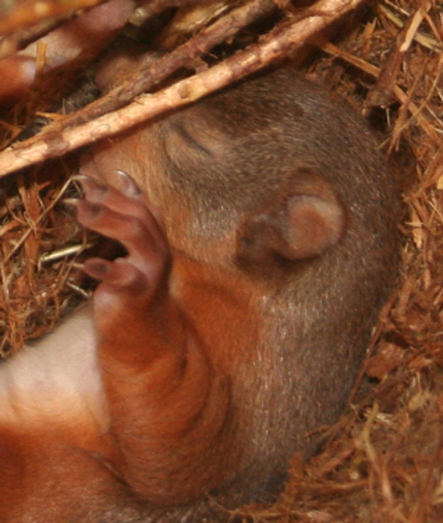 (6) The kittens stay in the drey (nest) for the first few months and are starting to explore their surroundings.