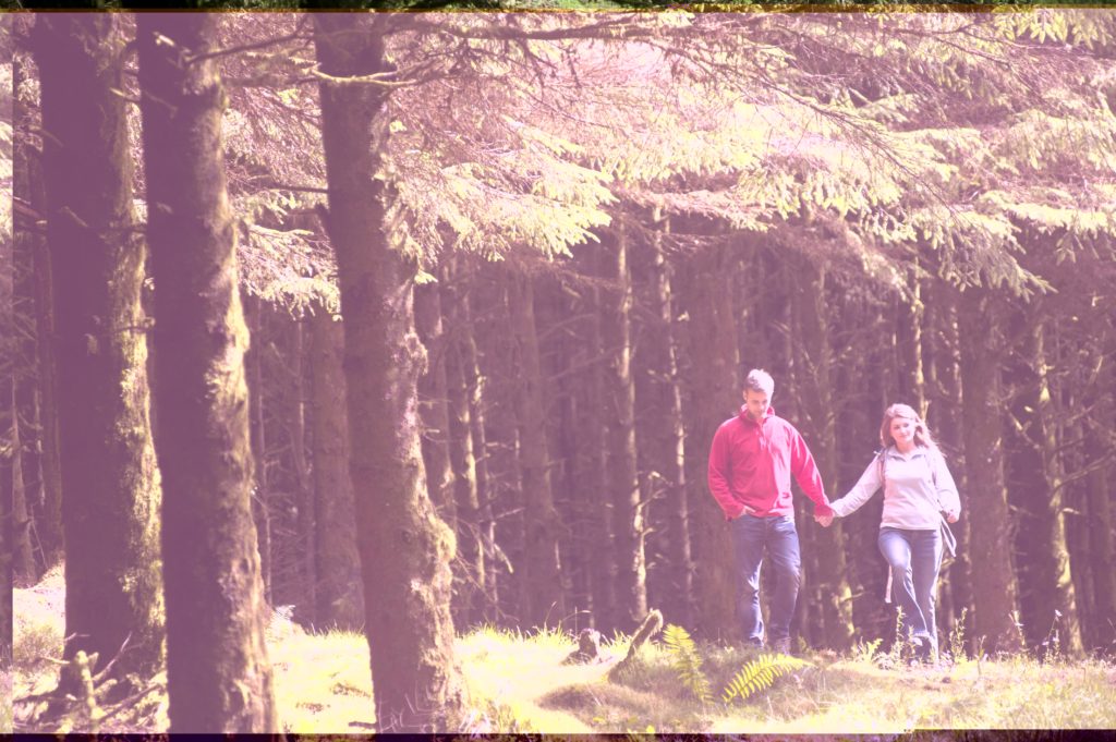 On the trail of Finn MacCool - Exploring Big Dog Forest