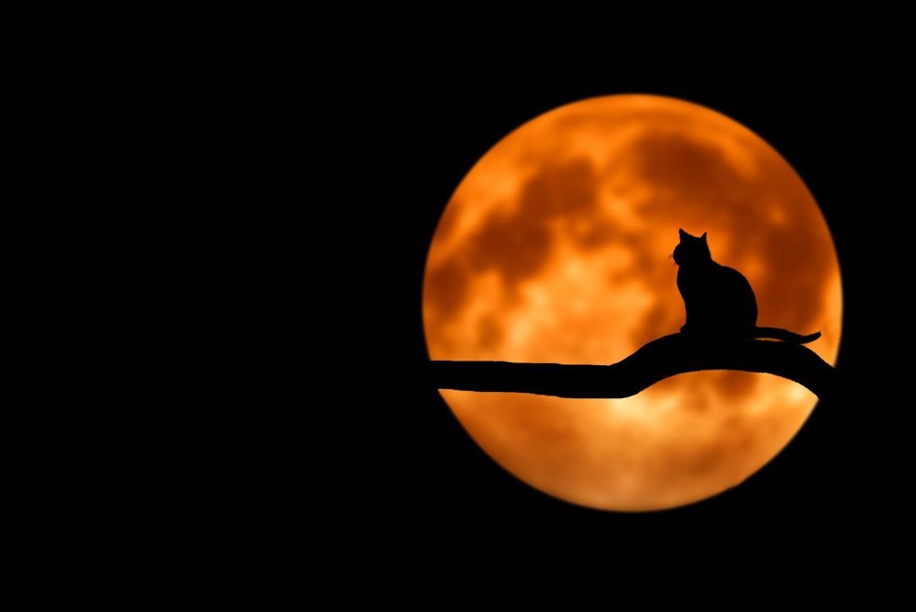 halloween movies of all time