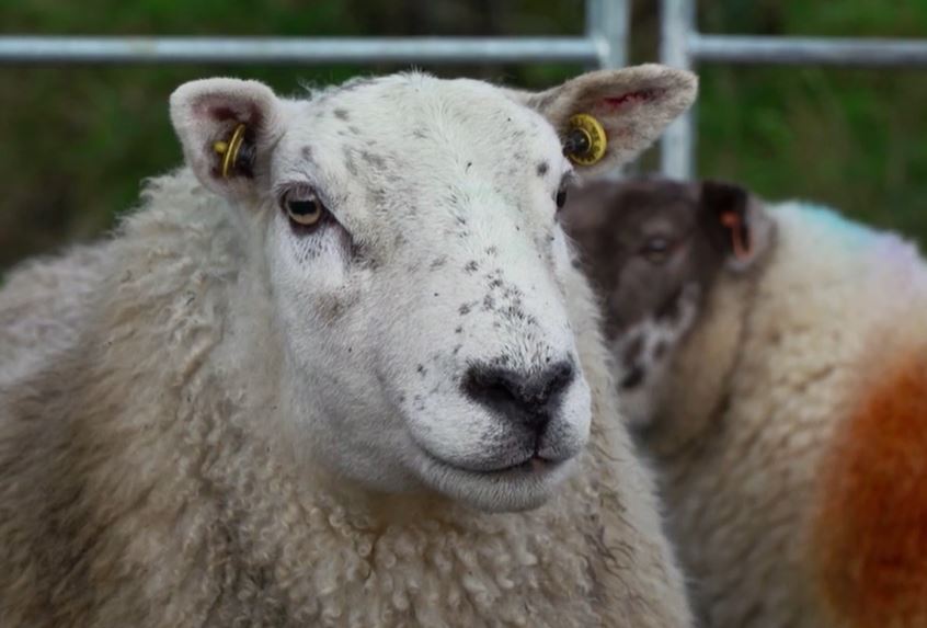 Preston sheep